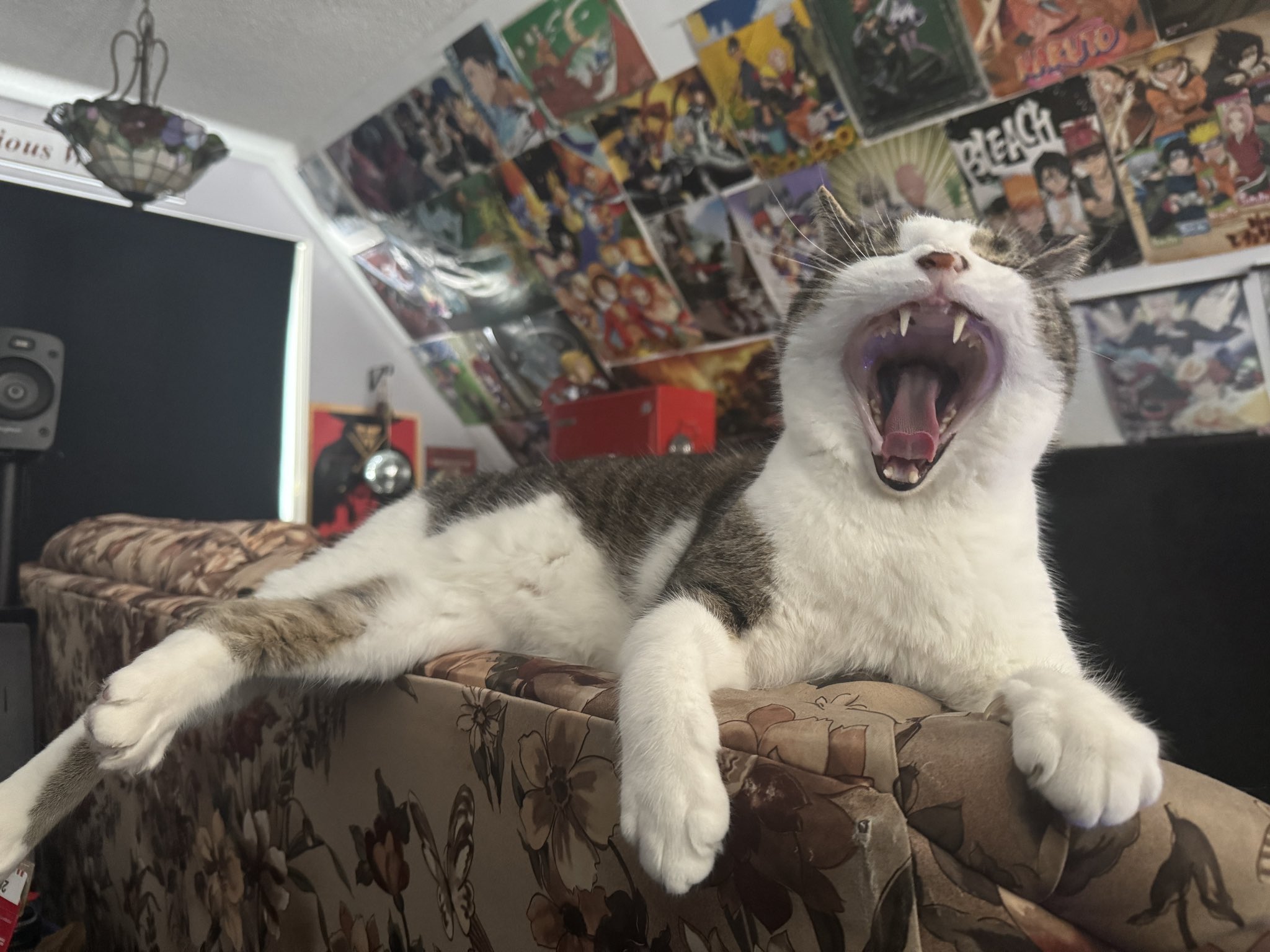 Huckleberry Big Yawn