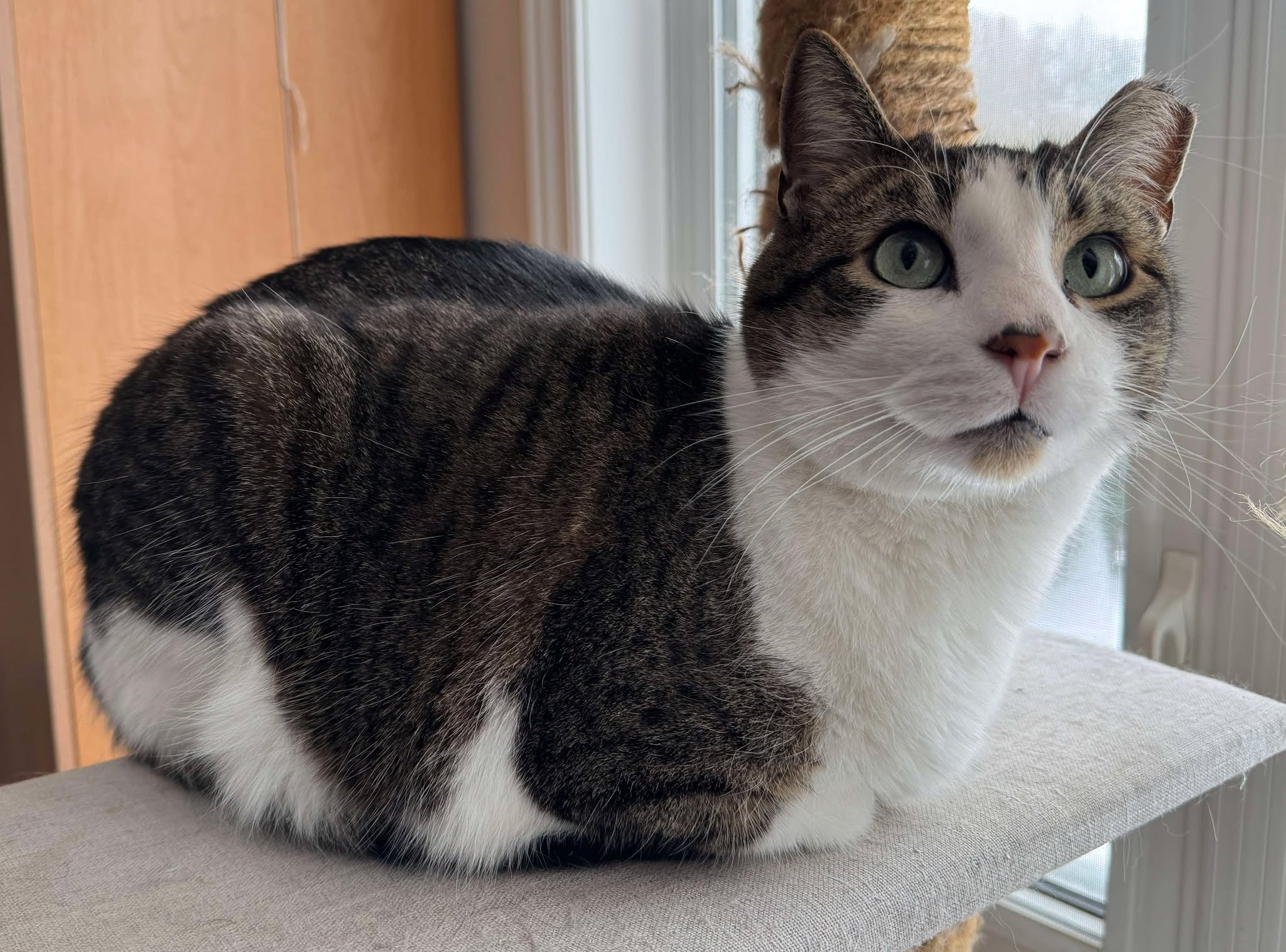 Huckleberry loafing looking cute February 18th, 2025