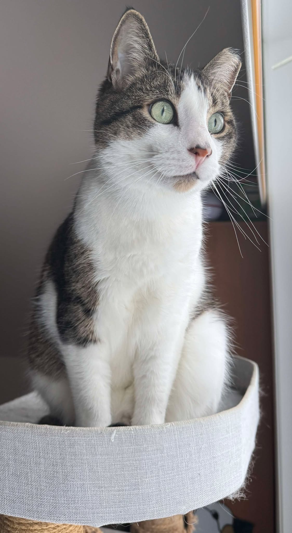 Huckleberry looking out the window in February 2025