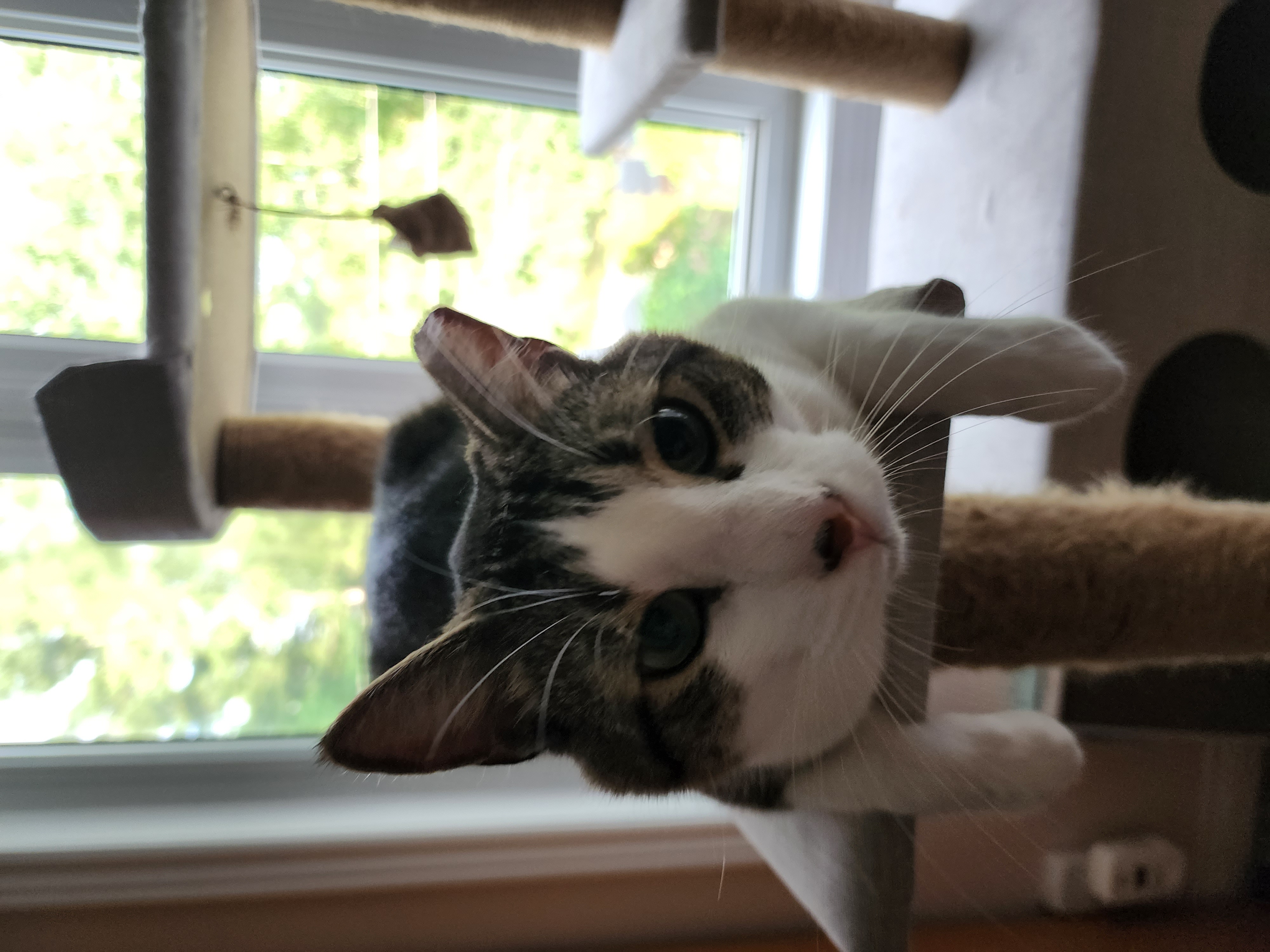 July 17th, 2022, Huckleberry looking curious