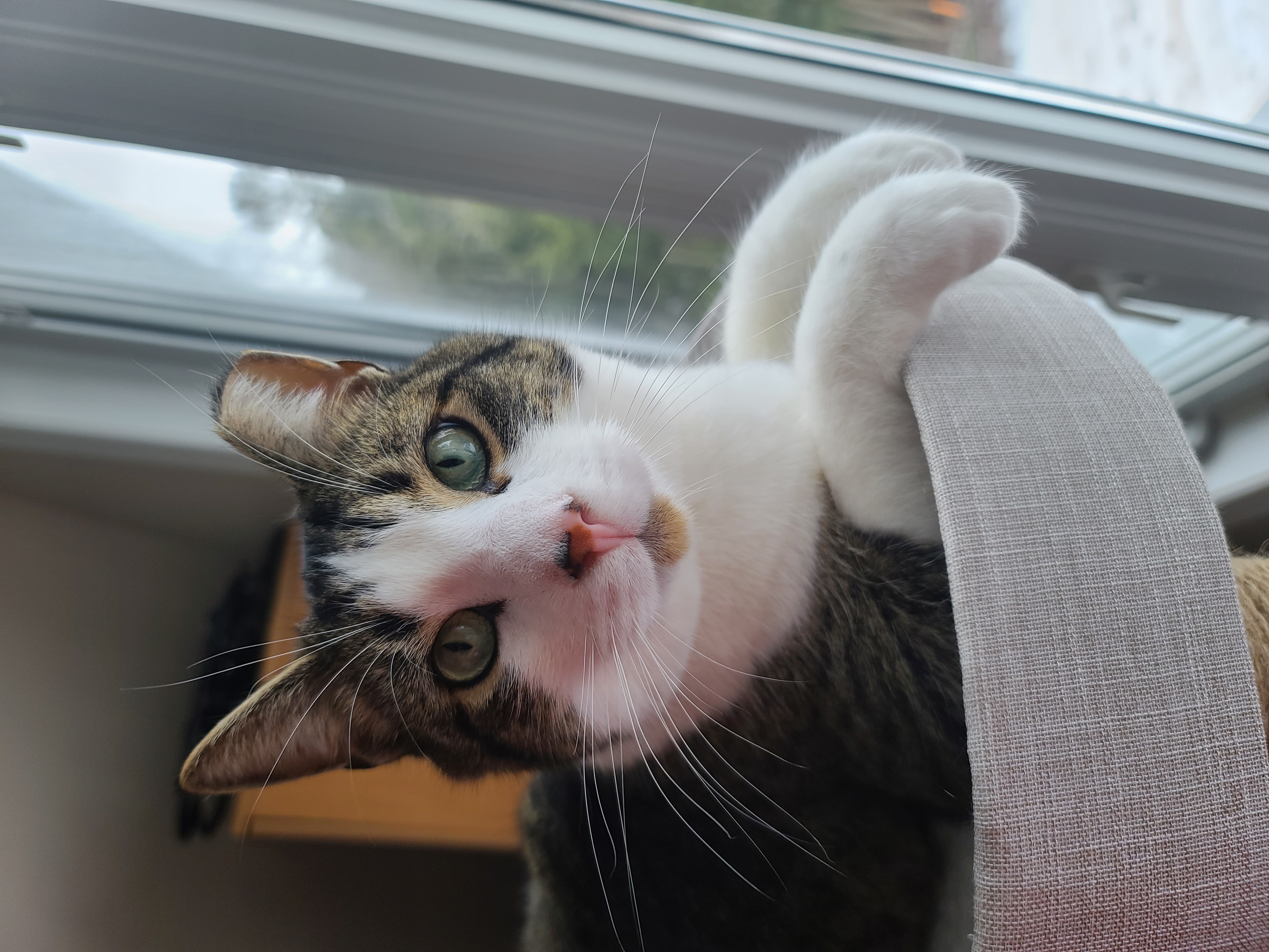 January 5th, 2022, Huckleberry looking cute