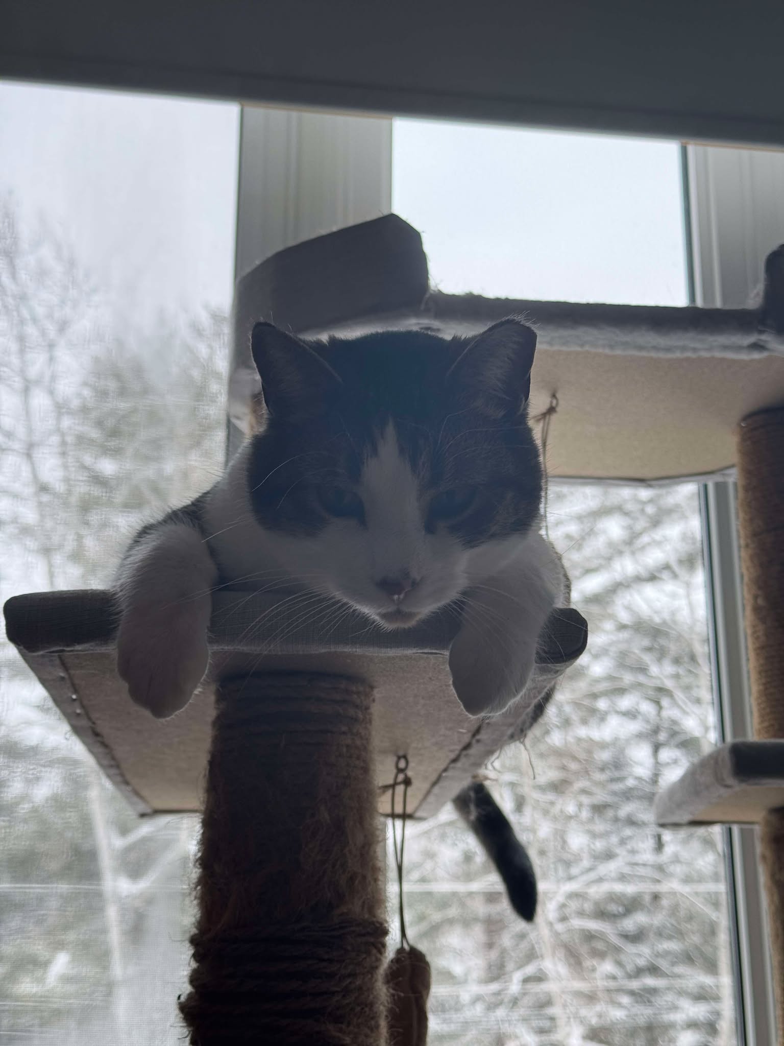 Huckleberry on his perch