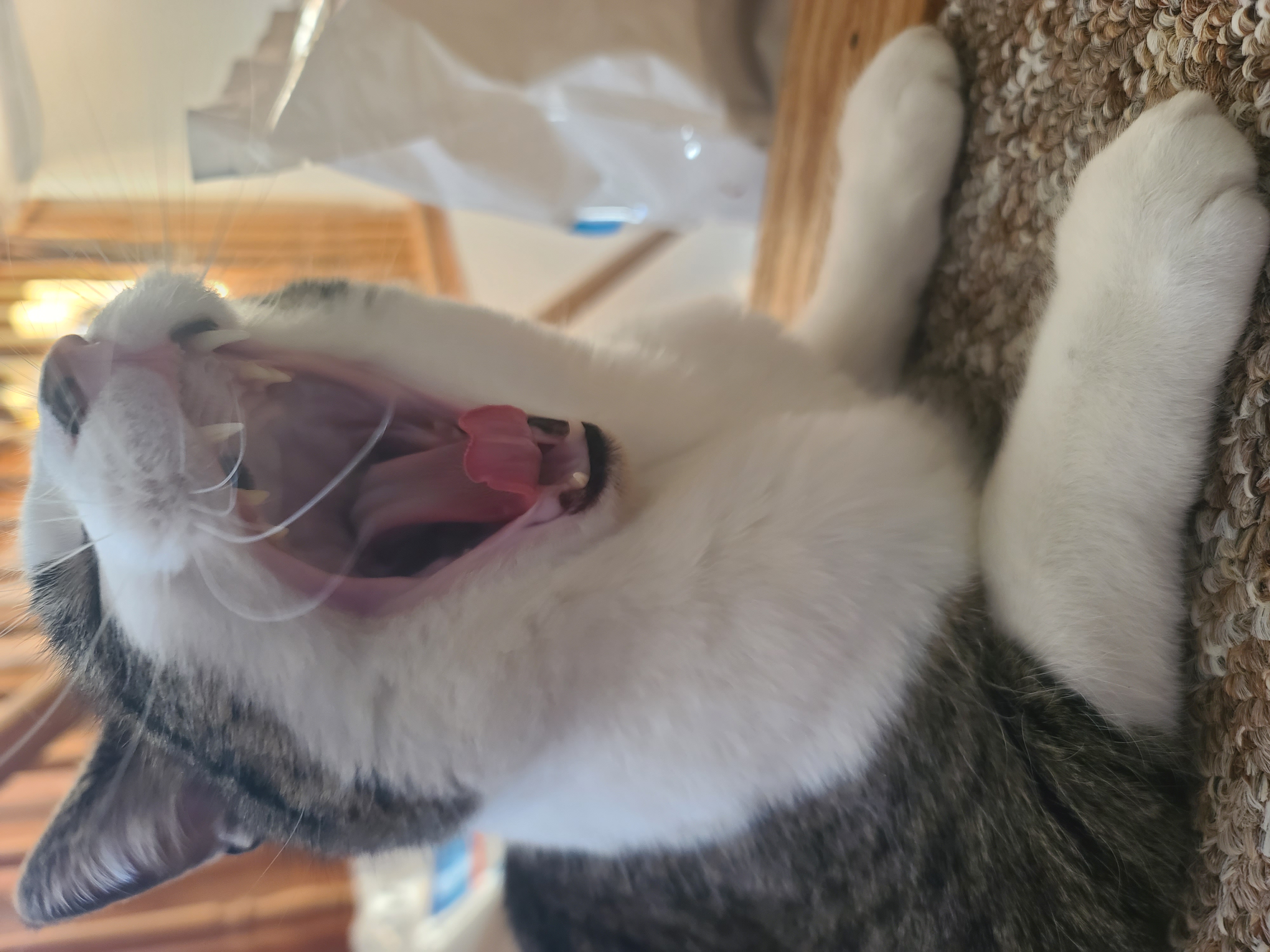 January 26th, 2022, Yawning