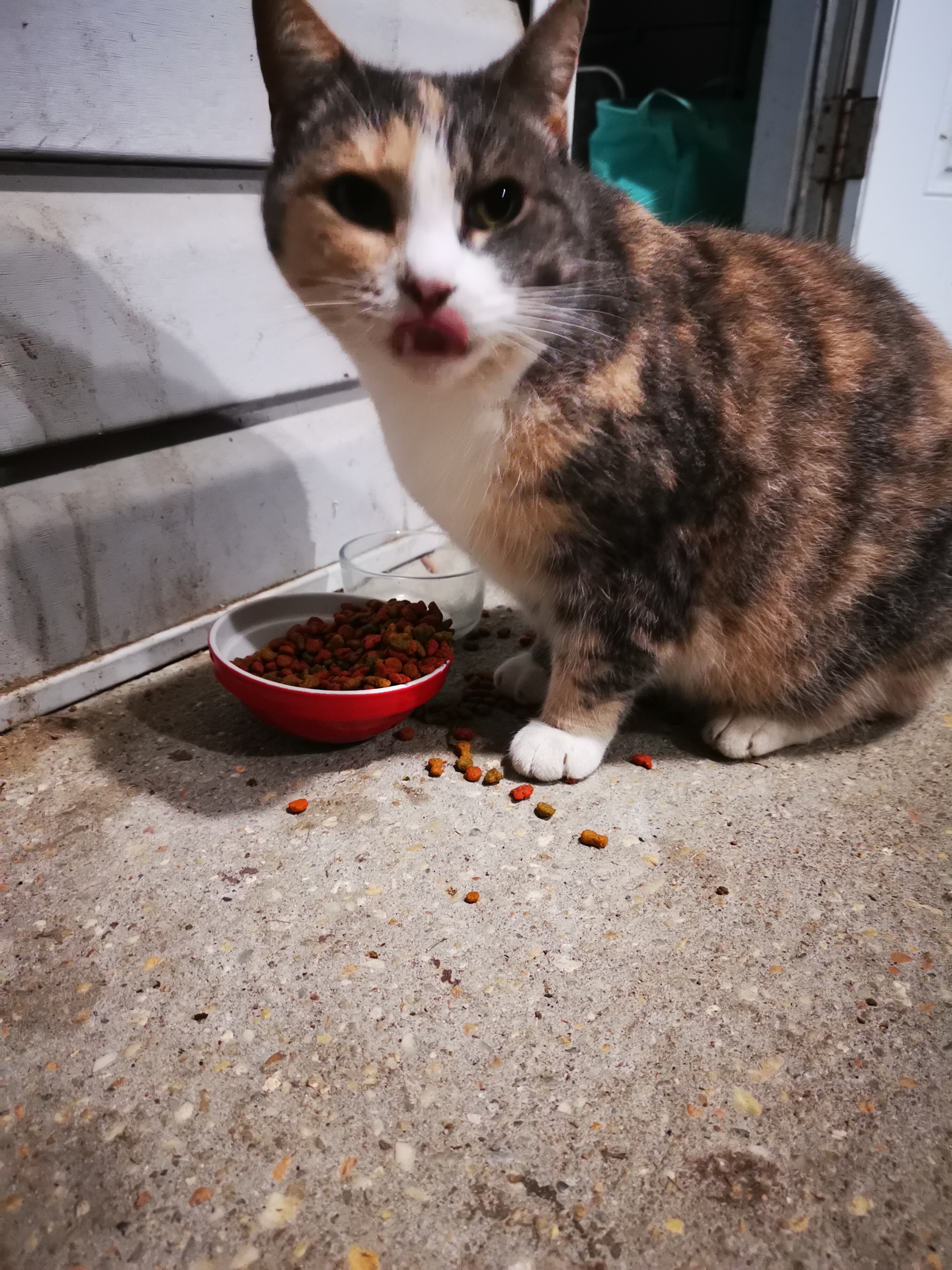 Jeff's cat