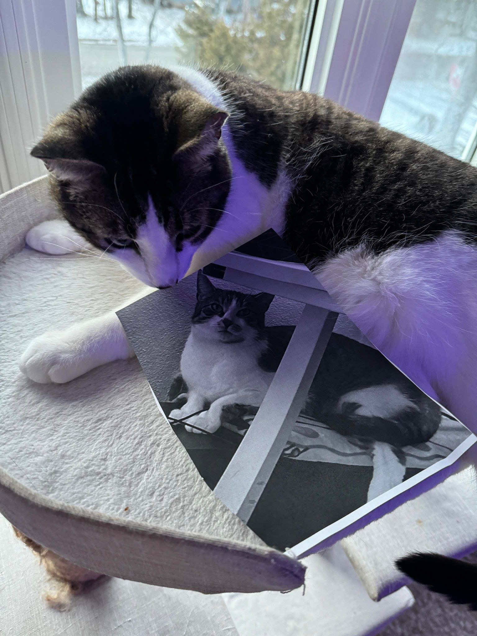 Huckleberry and Pamuk